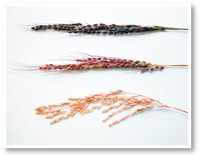 「祝い紫」、「祝い茜」、通常のイネの写真