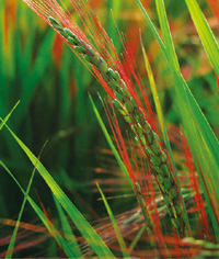 鮮やかな赤い色が人気の「祝い茜」。色がつくのは穂の部分のみで、葉や茎の部分は通常のイネと同様に緑色をしているの写真