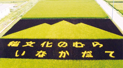田んぼアート