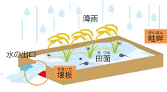 降水 畦畔 田面 堰板 水の出口