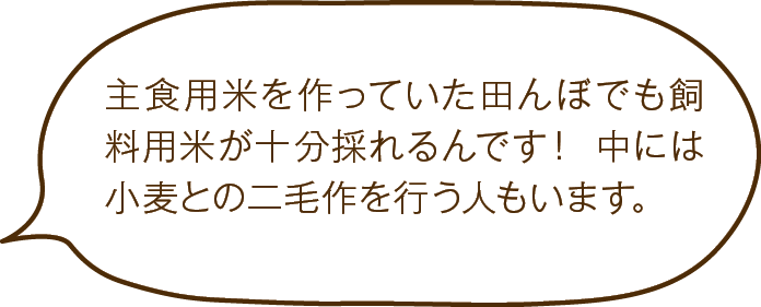 主食用米を作っていた田んぼでも飼料用米が十分採れるんです！ 中には小麦との二毛作を行う人もいます。