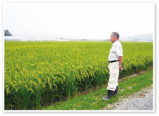 収穫を待つ実った稲を見つめる大槻さんの写真