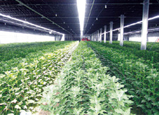 秋彼岸の出荷に向けハウス内で育つ菊の写真