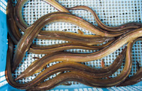 身がきれいな国産をあつかう