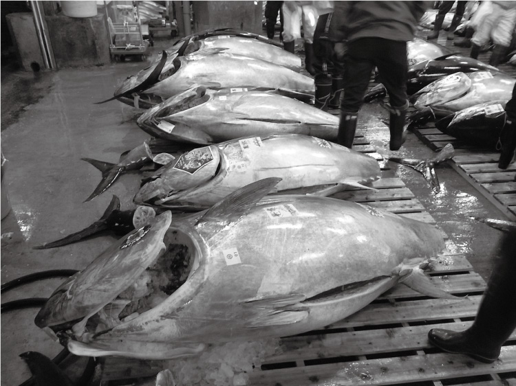 クロマグロの写真