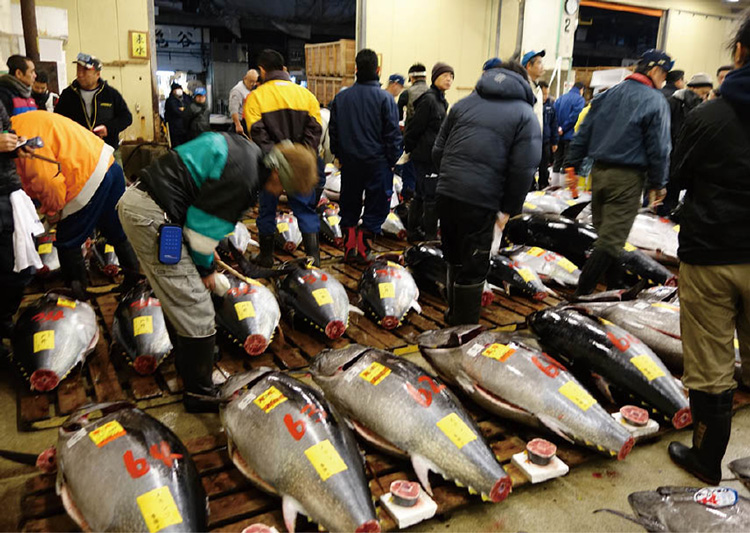 築地市場での生マグロのセリ。仲卸業者の表情は真剣そのもの