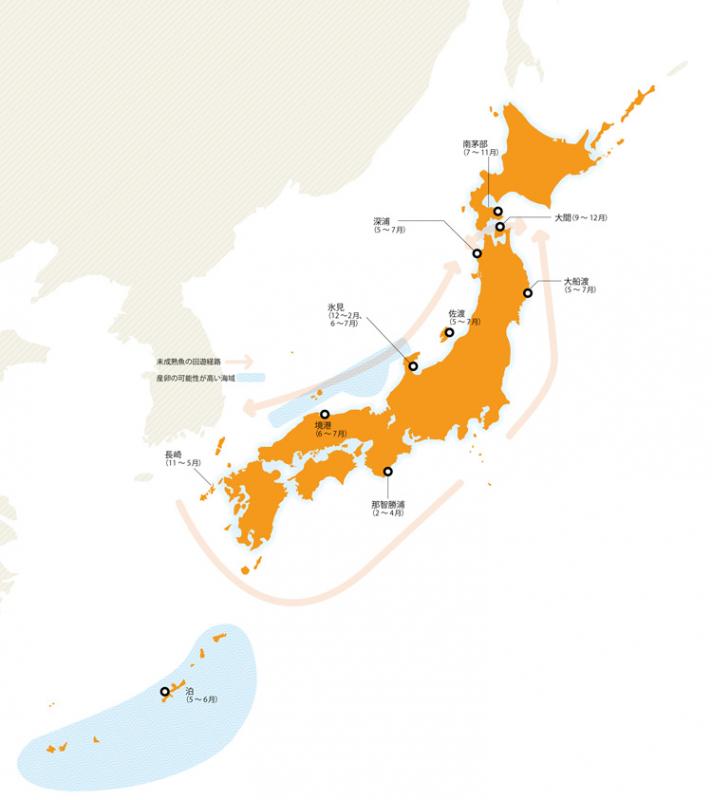 太平洋クロマグロは、獲物となる魚を追いかけて泳ぎ回る回遊魚です。春夏は北で、秋冬は南で水揚げされますが、その行動範囲は広く、詳細な回遊ルートはいまだに解明されていません。