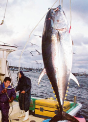 青森県・大間の一本釣り漁の写真