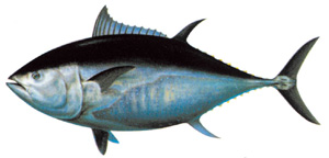 クロマグロのイラスト