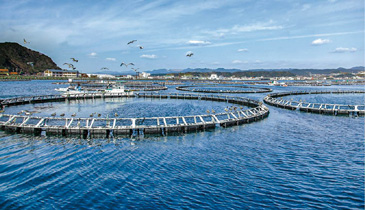 近畿大学水産研究所の養殖マグロの生けす（右）と、大手小売業のイオンが期間限定で販売していた完全養殖のクロマグロ（左）。資源に圧力をかけない取り組みとして注目されています
