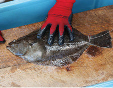 錐で開けた穴から背骨に沿って針金を入れ、死後硬直の進行を遅らせる神経締め