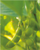 だだちゃ豆の写真