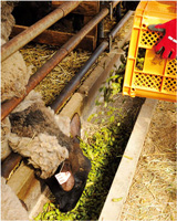 だだちゃ豆を羊に与えている写真