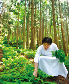 野草を摘んでいるの写真