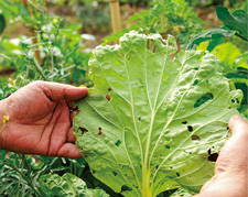 キャベツの葉の写真