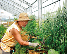 野菜を手入れしている山澤さんの写真