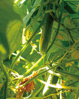 外内島（とのじま）キュウリの写真