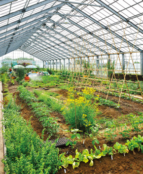 大日本伝承野菜研究所の写真