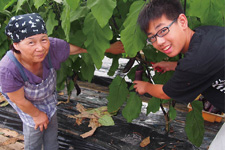 民泊先農家の畑で農作業を体験