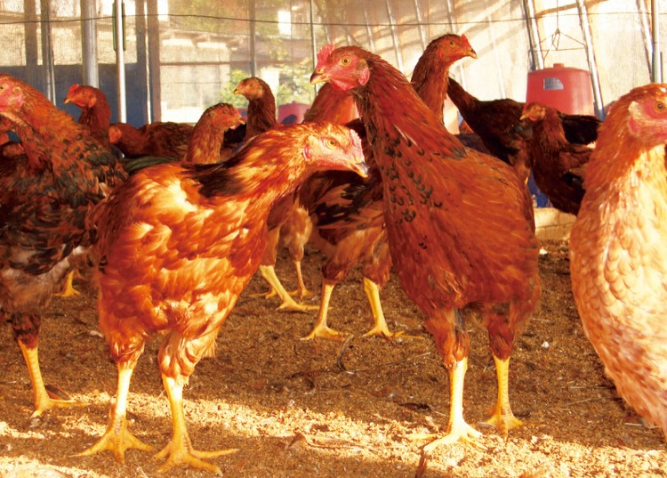 2008年に「福島県ブランド認証産品」となった川俣シャモ。おいしいだけでなく、高タンパク・低カロリー・低脂肪のヘルシーな肉