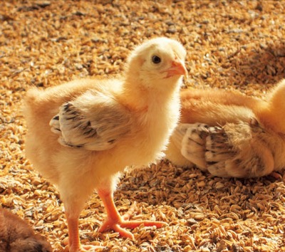 震災後、ヒナを育てる施設の増築にも取り組んだ