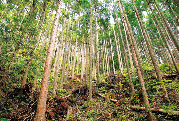 豊かな森林をつくる