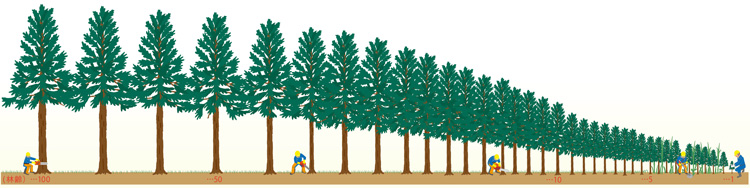 「植栽」「下刈り」「除伐」「間伐」など、木の生長に合わせて適切な整備を行うことで、健全な森林がつくられていきます。