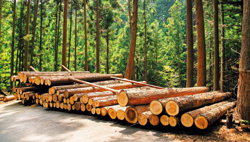 伐採した木は、利用しやすい長さにそろえてから搬出される