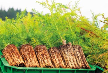 専用の器具であけた小さな穴に差し込み、軽く踏み固めるだけで植えられるので、作業時間の短縮が可能に