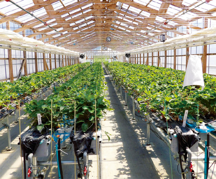 木骨ハウスで収益性の高い四季成り性いちごの周年栽培実用化に取り組む