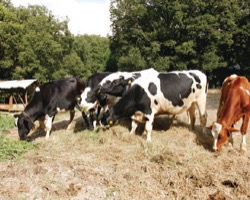 健康的な飼育環境
