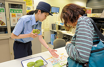 空港の手荷物受取所付近にある植物検疫カウンターで、旅行者が所持する植物、野菜、果物などに禁止されている物がないかを確認・検査