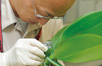 貨物で運ばれた植物は、種類に応じて決められた量のサンプルを抽出し、入念な検査で病害虫の有無を調べる