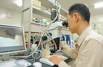 検査で見つかった病害虫は、顕微鏡を使って種類を明らかにする「同定」を行う