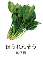 ほうれんそう 約3株 