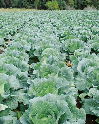 株間を広くとって大きな野菜を育てる