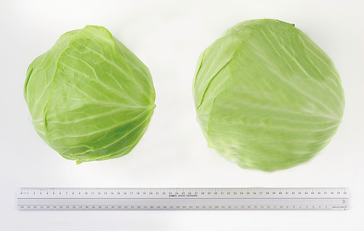 加工・業務用(右)は一般小売用(左)に比べてサイズが大きく、ずっしりと重い