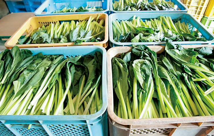 小松菜は根を切って中間事業者支給のコンテナで出荷することで、生産者の資材費を軽減