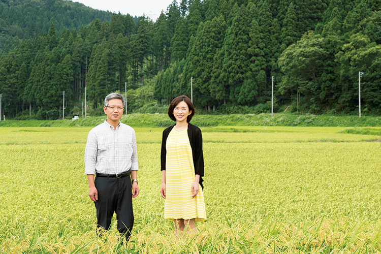 原料となる「五百万石」が広がる渡辺酒造店の田んぼへ。稲穂が色づき始めていた