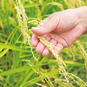 稲穂を手にして、「今年の米は去年よりもやや締まった感じかな」と渡邉社長