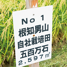 12年前にこの1枚の田んぼから米作りが始まった。ここからは特等米が出ている