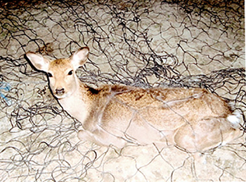 捕獲対象の動物が入ったら、遠隔操作でネットを落とす