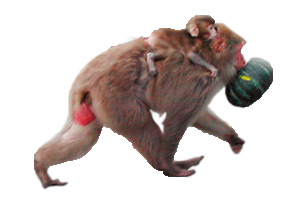 サルの親子