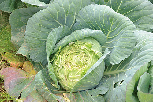 被害を受けたキャベツ