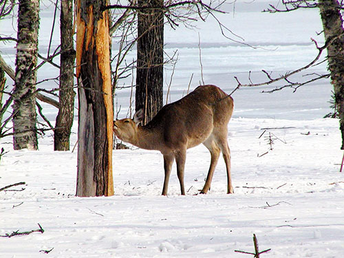 樹皮を食べるシカ