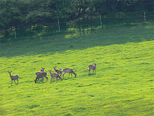 牧草地を荒らすシカの群れ