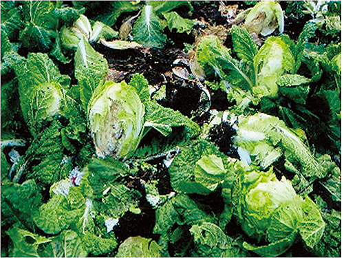 被害を受けた白菜