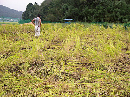 雑食性で、地中の植物や昆虫なども掘り返して食べてしまう。田畑に侵入して農作物を食い荒らしたり、泥を体にこすりつける「ぬたうち」を行う