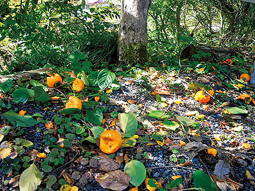 植物を中心にした雑食性で、十数頭から百数十頭までの群れで行動するのが特徴。集団で来て果物や野菜などを食べ散らかす。家屋に侵入したり、人に危害を加えることも