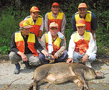 イノシシを捕獲